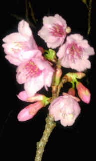 2012-01-17 2302270001.jpg